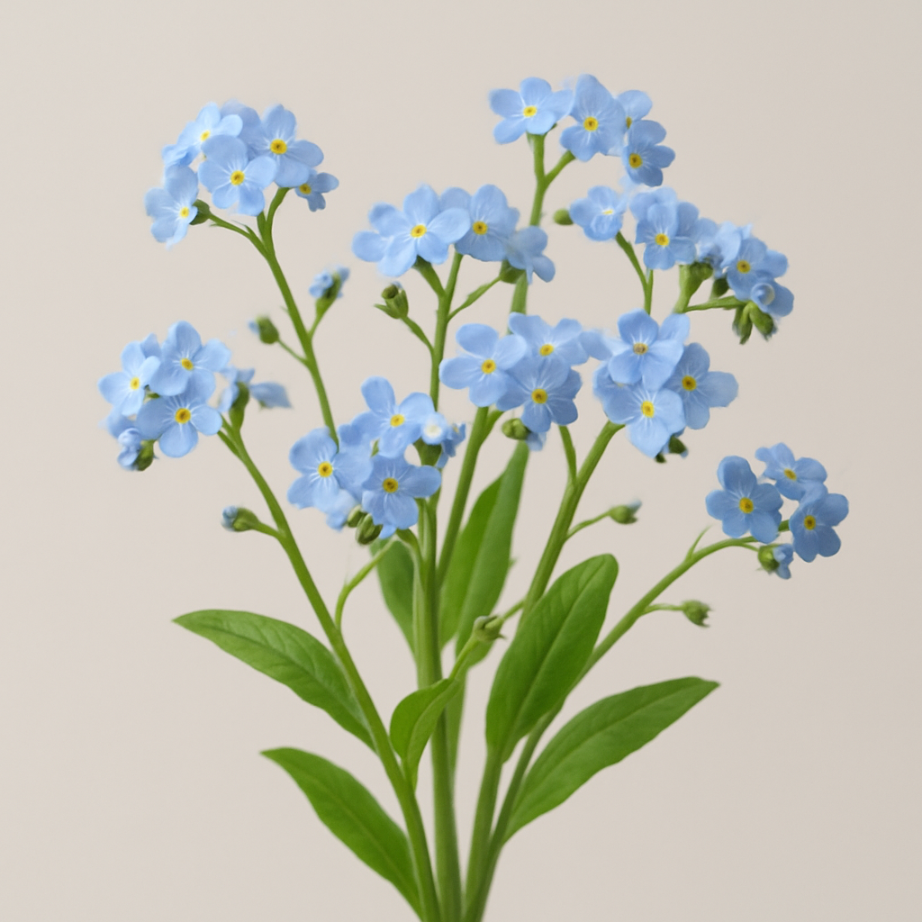 Chinese Forget-Me-Nots
