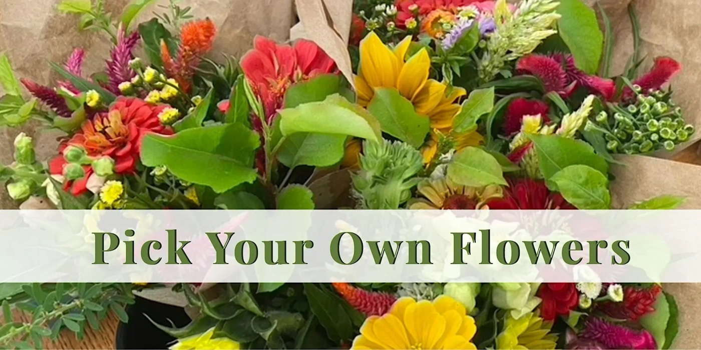 A hand-tied bouquet of zinnias, sunflowers, celosia, and snapdragons picked at Innisfail Farm