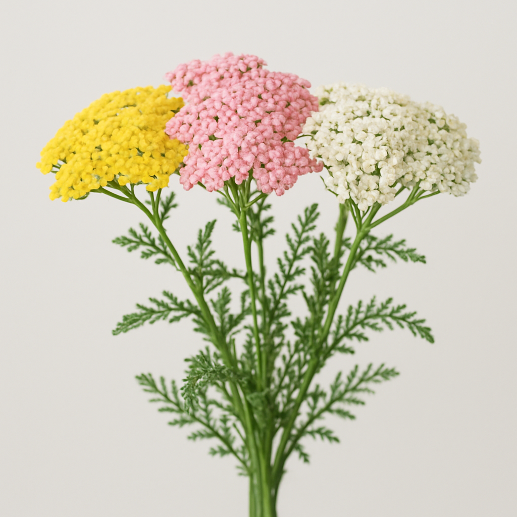 Yarrow